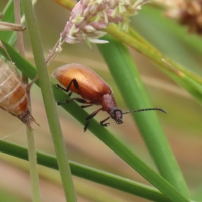 Ecnolagria grandis (Honeybrown beetle) at Gordon Pond - 20 Nov 2023 by RodDeb