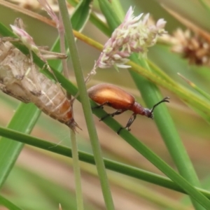 Ecnolagria grandis at Gordon Pond - 20 Nov 2023 12:10 PM