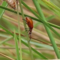 Ecnolagria grandis at Gordon Pond - 20 Nov 2023