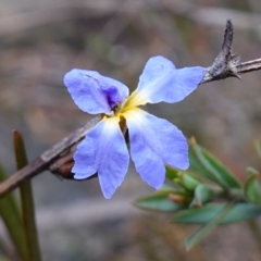 Dampiera stricta (Blue Dampiera) at Sassafras, NSW - 16 Aug 2023 by RobG1