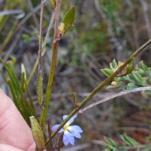 Dampiera stricta at Sassafras, NSW - 16 Aug 2023 11:12 AM