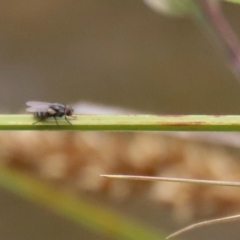 Unidentified Other true fly at Gordon Pond - 20 Nov 2023 by RodDeb