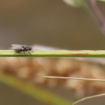 Unidentified Other true fly at Gordon Pond - 20 Nov 2023 by RodDeb