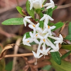 Pimelea linifolia subsp. linifolia (Queen of the Bush, Slender Rice-flower) at Wollondilly Local Government Area - 20 Nov 2023 by trevorpreston