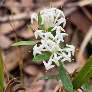 Pimelea linifolia subsp. linifolia at Thirlmere Lakes National Park - 20 Nov 2023