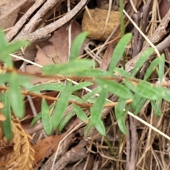 Pimelea linifolia subsp. linifolia at Thirlmere Lakes National Park - 20 Nov 2023