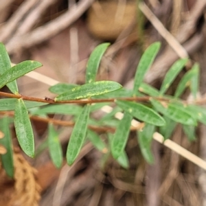 Pimelea linifolia subsp. linifolia at Thirlmere Lakes National Park - 20 Nov 2023