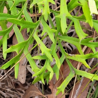 Lomatia silaifolia (Crinkle Bush, Fern-leaved Lomatia, Parsley Bush) at Wollondilly Local Government Area - 20 Nov 2023 by trevorpreston