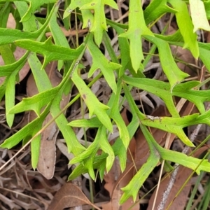 Lomatia silaifolia at Wollondilly Local Government Area - 20 Nov 2023