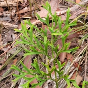 Lomatia silaifolia at Wollondilly Local Government Area - 20 Nov 2023 11:14 AM