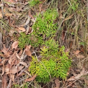 Lomatia silaifolia at Wollondilly Local Government Area - 20 Nov 2023 11:14 AM