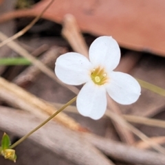 Mitrasacme polymorpha (Varied Mitrewort) at Wollondilly Local Government Area - 20 Nov 2023 by trevorpreston