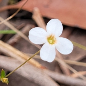 Mitrasacme polymorpha at Thirlmere Lakes National Park - 20 Nov 2023