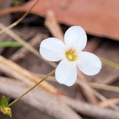 Mitrasacme polymorpha (Varied Mitrewort) at Thirlmere Lakes National Park - 20 Nov 2023 by trevorpreston