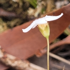 Mitrasacme polymorpha at Thirlmere Lakes National Park - 20 Nov 2023 11:12 AM