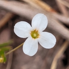 Mitrasacme polymorpha at Thirlmere Lakes National Park - 20 Nov 2023 11:12 AM