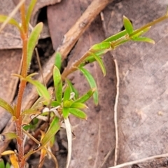 Mitrasacme polymorpha at Thirlmere Lakes National Park - 20 Nov 2023 11:12 AM