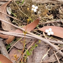 Mitrasacme polymorpha at Thirlmere Lakes National Park - 20 Nov 2023 11:12 AM