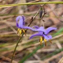 Dianella revoluta var. revoluta (Black-Anther Flax Lily) at Thirlmere Lakes National Park - 20 Nov 2023 by trevorpreston