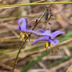 Dianella revoluta var. revoluta at Thirlmere Lakes National Park - 20 Nov 2023 11:11 AM