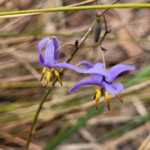 Dianella revoluta var. revoluta at Thirlmere Lakes National Park - 20 Nov 2023