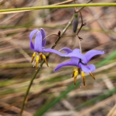 Dianella revoluta var. revoluta (Black-Anther Flax Lily) at Wollondilly Local Government Area - 20 Nov 2023 by trevorpreston