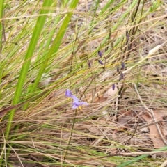 Dianella revoluta var. revoluta at Thirlmere Lakes National Park - 20 Nov 2023