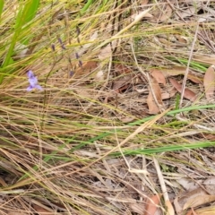 Dianella revoluta var. revoluta at Thirlmere Lakes National Park - 20 Nov 2023 11:11 AM