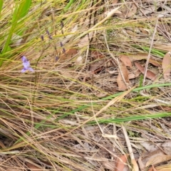 Dianella revoluta var. revoluta at Thirlmere Lakes National Park - 20 Nov 2023