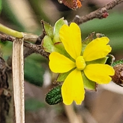 Hibbertia aspera subsp. aspera at Thirlmere Lakes National Park - 20 Nov 2023 by trevorpreston