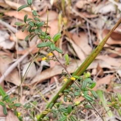 Hibbertia aspera subsp. aspera at Wollondilly Local Government Area - 20 Nov 2023 11:10 AM