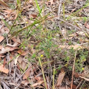 Hibbertia aspera subsp. aspera at Wollondilly Local Government Area - 20 Nov 2023