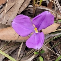 Romulea rosea var. australis at Thirlmere Lakes National Park - 20 Nov 2023 by trevorpreston