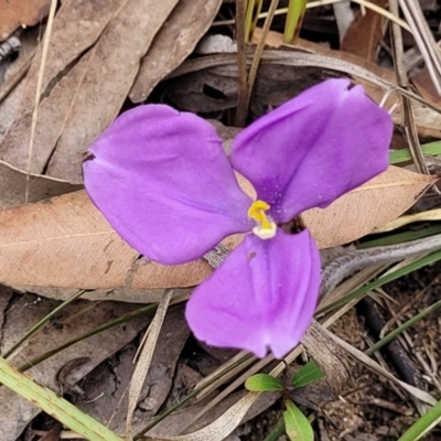 Unidentified Lily or Iris at Thirlmere, NSW - 20 Nov 2023 by trevorpreston