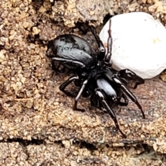 Zodariidae (family) at Thirlmere Lakes National Park - 20 Nov 2023 by trevorpreston