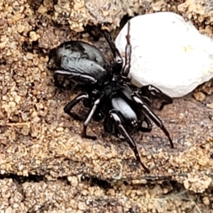 Storosa obscura at Thirlmere Lakes National Park - 20 Nov 2023 11:08 AM
