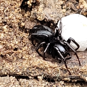 Storosa obscura at Thirlmere Lakes National Park - 20 Nov 2023 11:08 AM