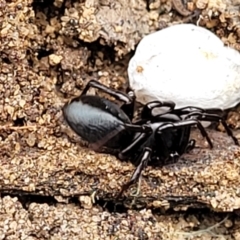 Storosa obscura at Thirlmere Lakes National Park - 20 Nov 2023 11:08 AM