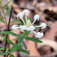 Pimelea linifolia subsp. linifolia (Queen of the Bush, Slender Rice-flower) at Thirlmere, NSW - 20 Nov 2023 by trevorpreston