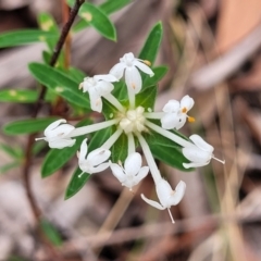 Pimelea linifolia subsp. linifolia at Thirlmere Lakes National Park - 20 Nov 2023 11:07 AM