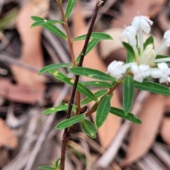 Pimelea linifolia subsp. linifolia at Thirlmere Lakes National Park - 20 Nov 2023