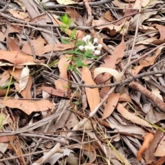 Pimelea linifolia subsp. linifolia at Thirlmere Lakes National Park - 20 Nov 2023