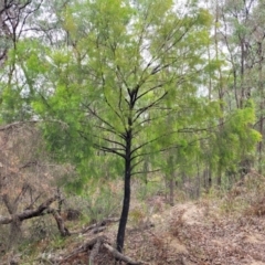 Exocarpos cupressiformis (Cherry Ballart) at Thirlmere Lakes National Park - 20 Nov 2023 by trevorpreston