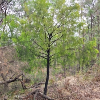 Exocarpos cupressiformis (Cherry Ballart) at Thirlmere Lakes National Park - 20 Nov 2023 by trevorpreston