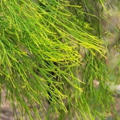 Exocarpos cupressiformis at Wollondilly Local Government Area - 20 Nov 2023