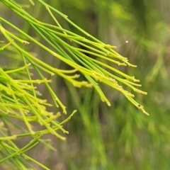 Exocarpos cupressiformis at Wollondilly Local Government Area - 20 Nov 2023