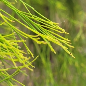 Exocarpos cupressiformis at Wollondilly Local Government Area - 20 Nov 2023