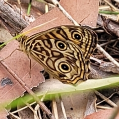 Geitoneura acantha (Ringed Xenica) at Thirlmere Lakes National Park - 20 Nov 2023 by trevorpreston