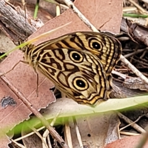Geitoneura acantha at Wollondilly Local Government Area - 20 Nov 2023 11:04 AM