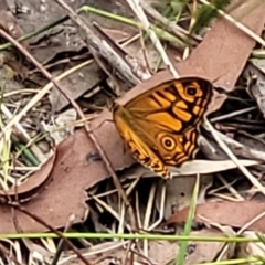 Geitoneura acantha at Wollondilly Local Government Area - 20 Nov 2023 11:04 AM